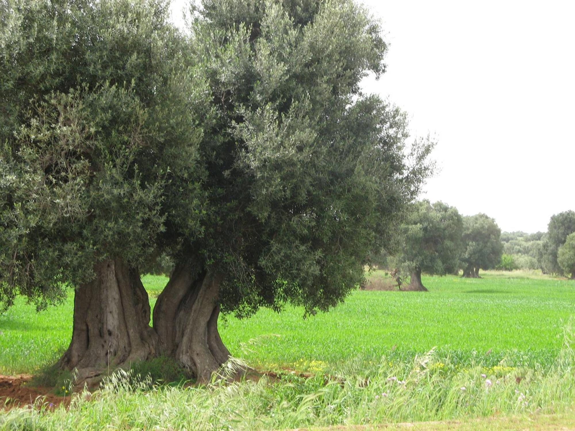 Masseria Asciano Ostuni Exterior foto